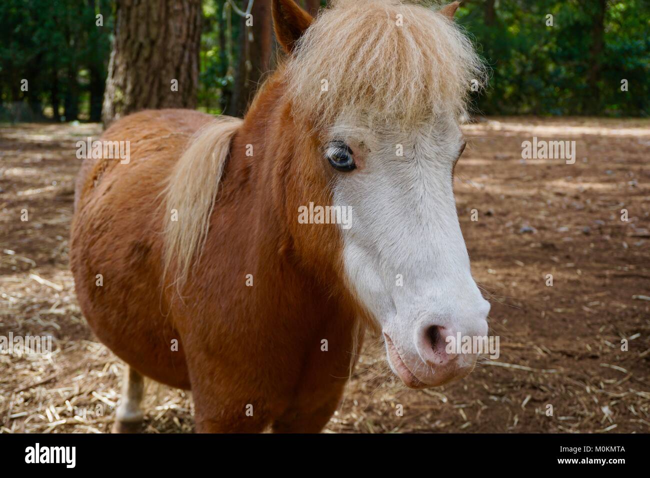 Miniature horse hires stock photography and images Alamy
