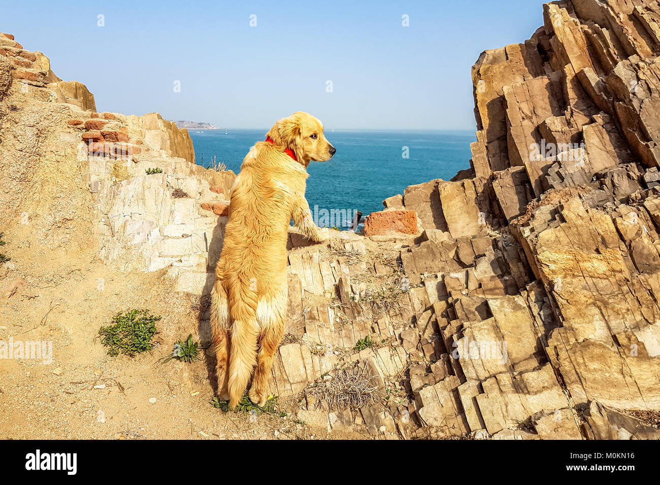 Golden retriever looking at the sea from the rocks of Qingdao coastline, Shandong province, China Stock Photo