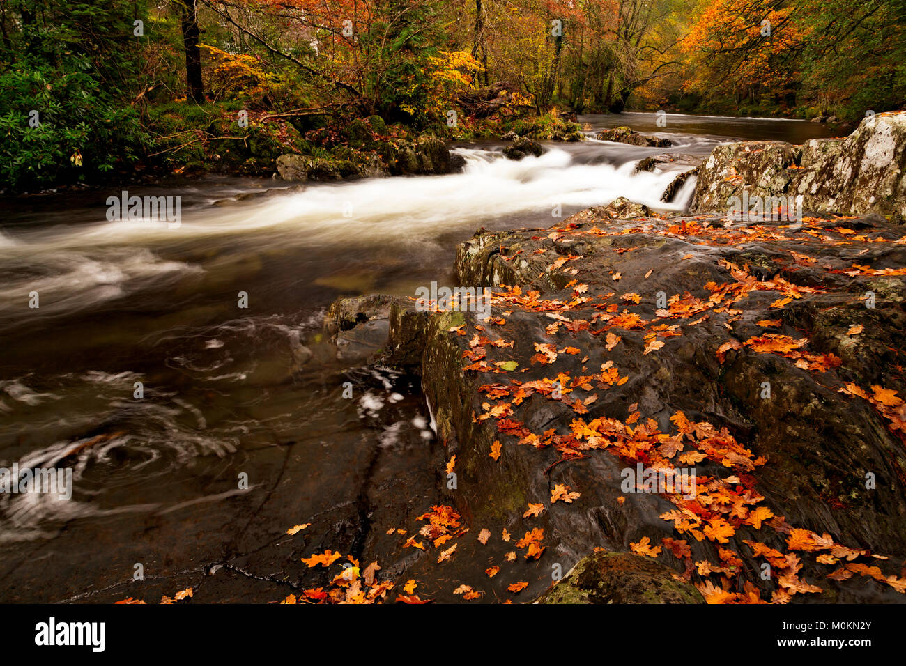 River flowing past trees and rocks with autumn leaves Stock Photo