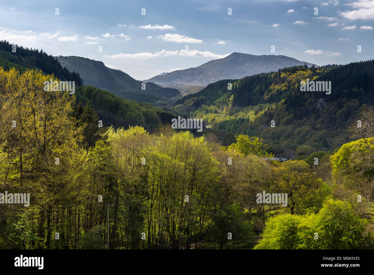 Gwydyr forest in spring, North Wales Stock Photo