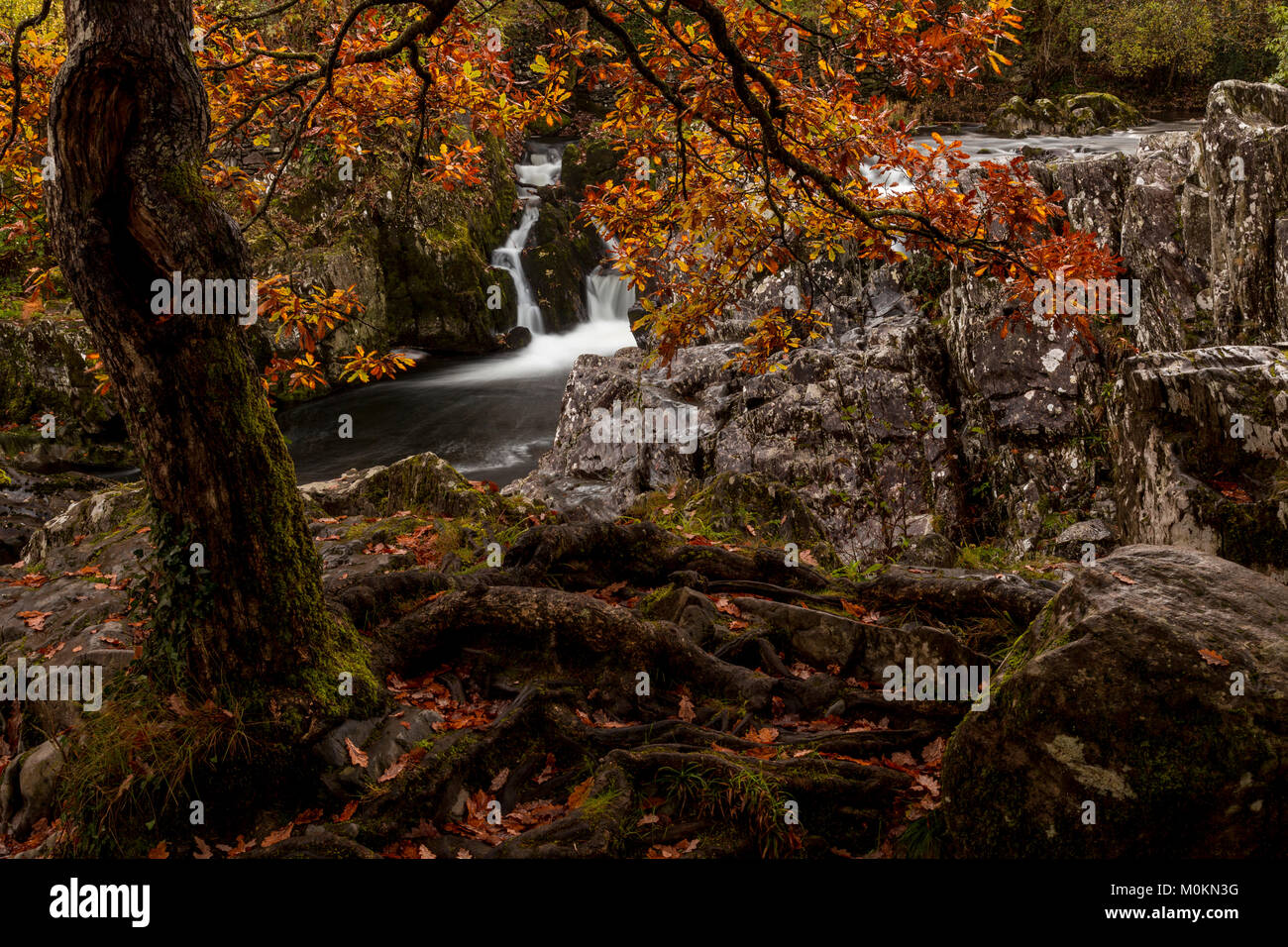 Gnarled tree in autumn colours by rocks and waterfall at Betws-y-Coed, North Wales Stock Photo