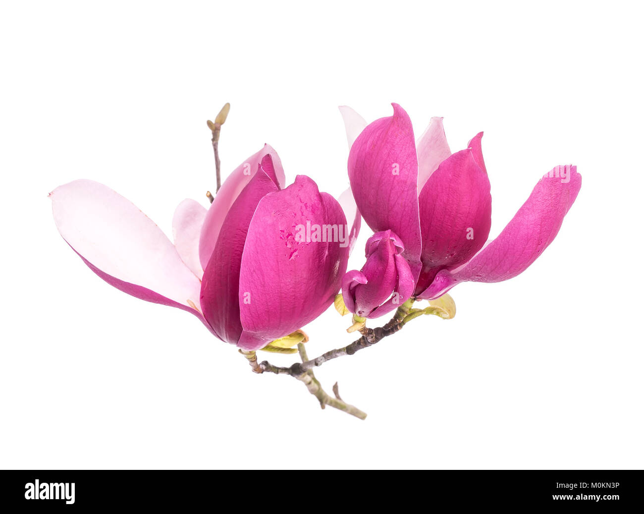 Pink magnolia flowers isolated on white background Stock Photo - Alamy