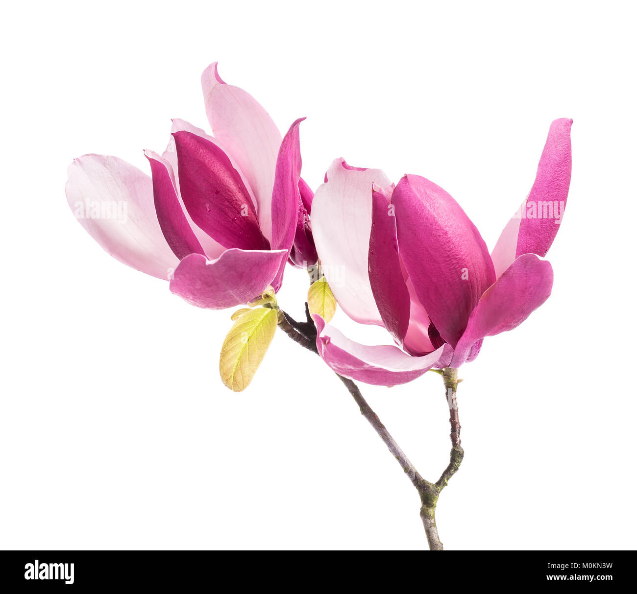 Pink magnolia flowers isolated on white background Stock Photo - Alamy