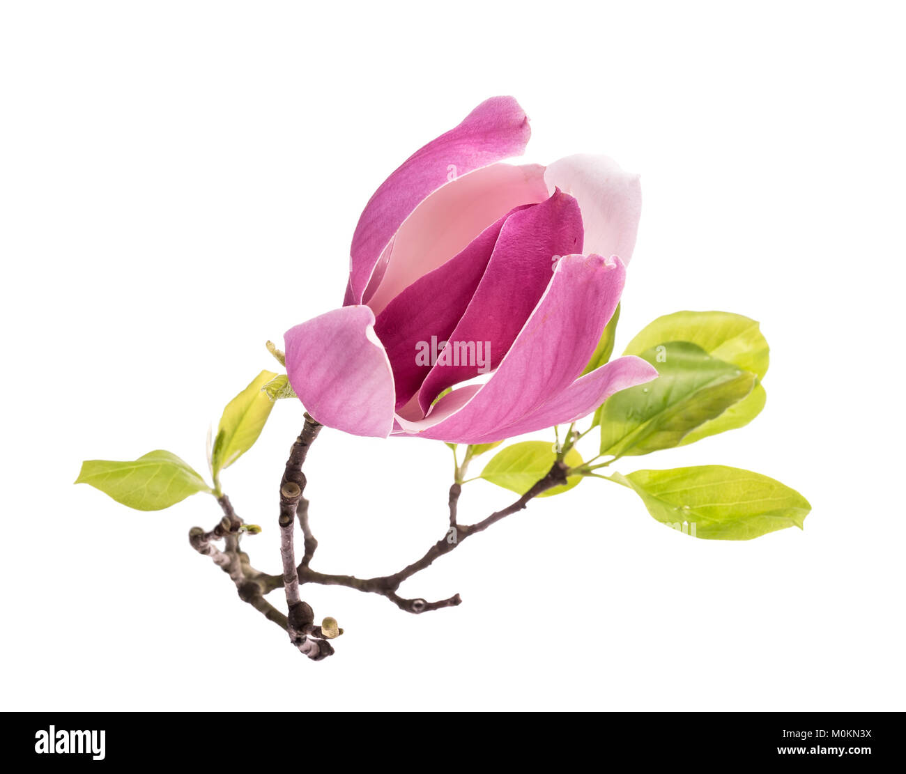 Pink magnolia flowers isolated on white background Stock Photo - Alamy
