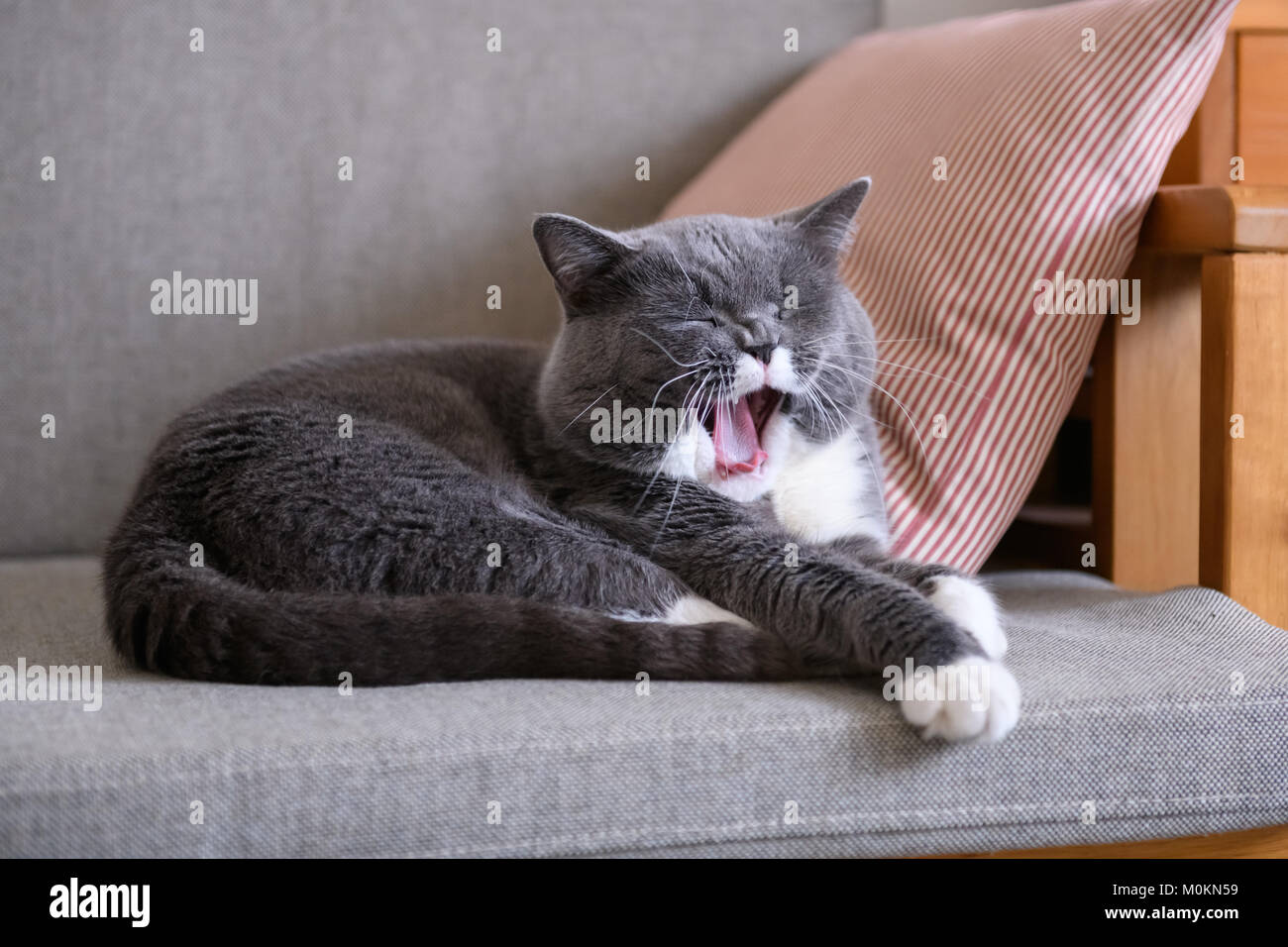 The grey cat sleeps on the couch Stock Photo - Alamy