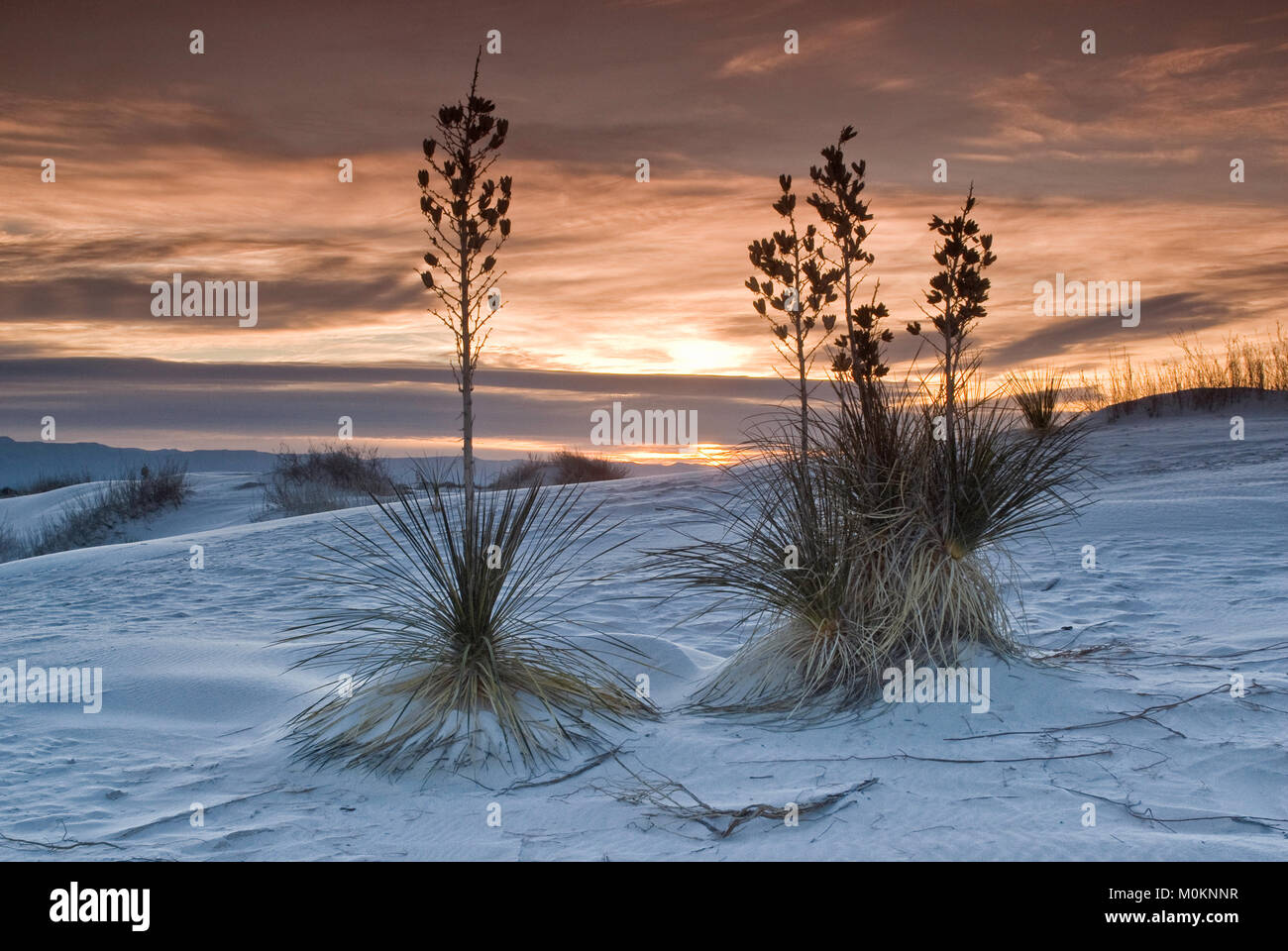 Soaptree yuccas on gypsum dunes at sunrise in White Sands National Monument, New Mexico, USA Stock Photo