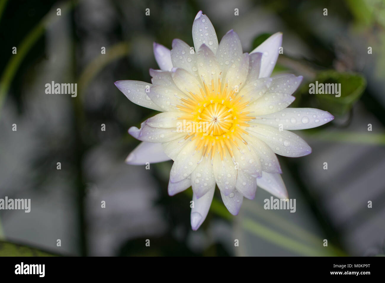 Flowers in the Cairns botanical gardens Stock Photo Alamy