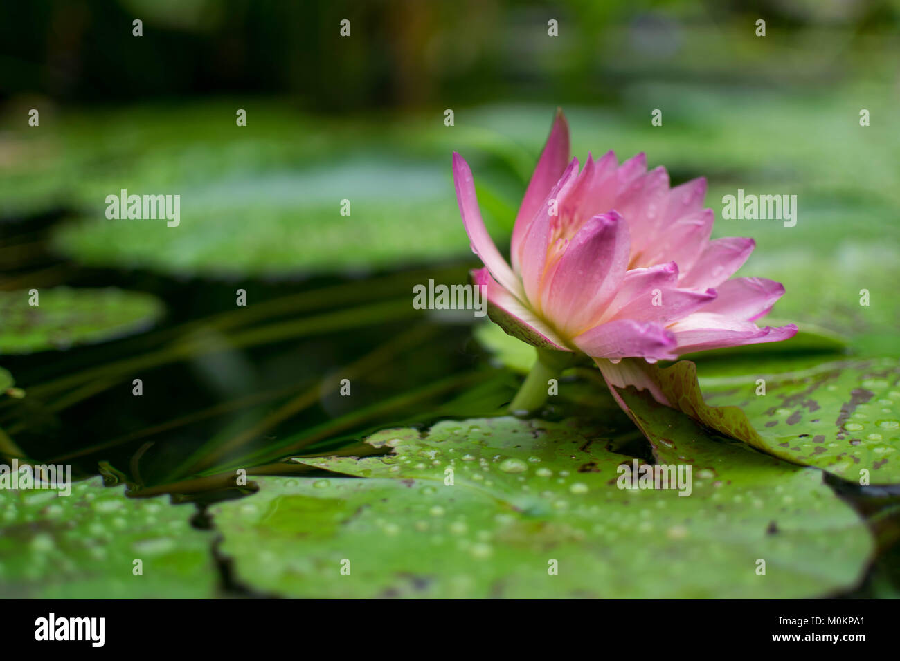 Flowers in the Cairns botanical gardens Stock Photo Alamy