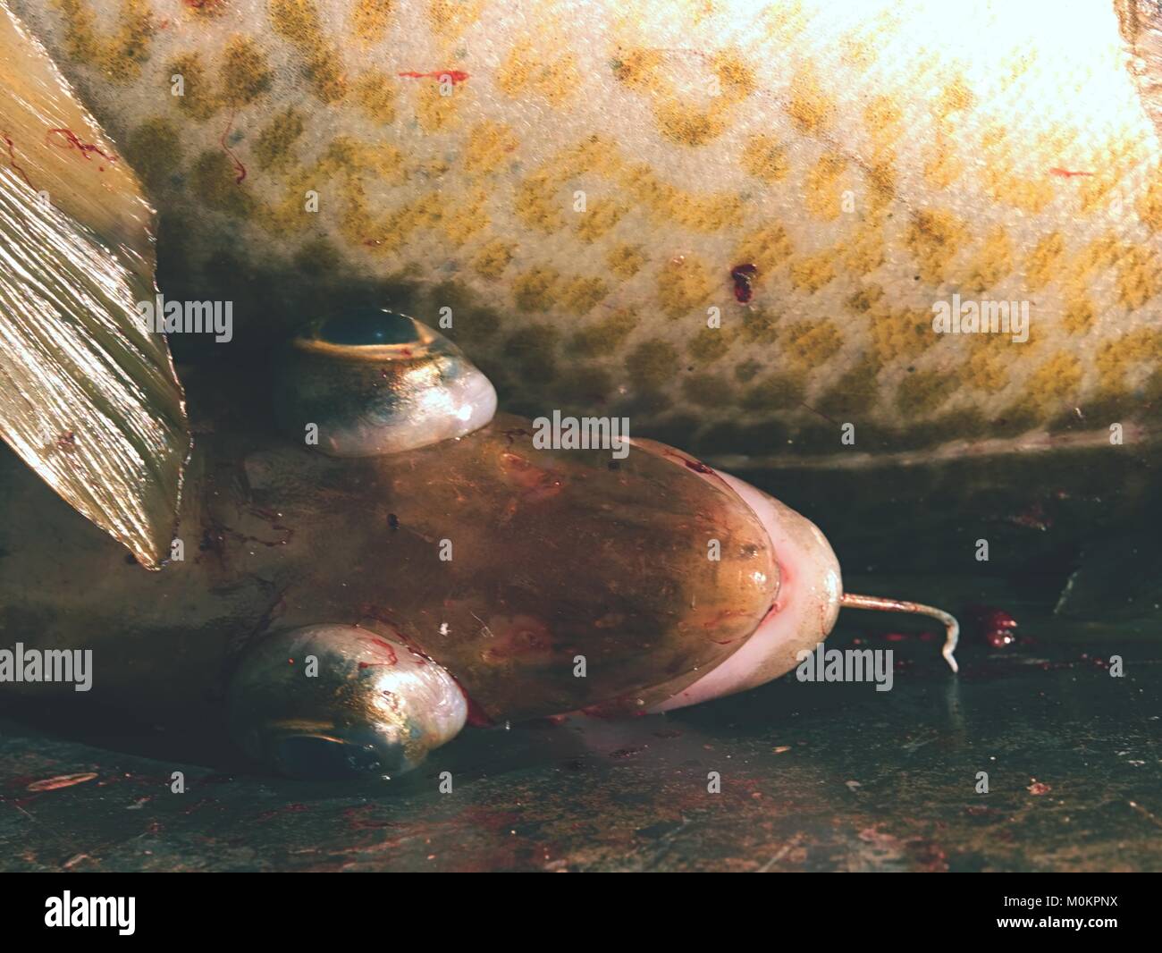 Animal choke plastic hi-res stock photography and images - Alamy