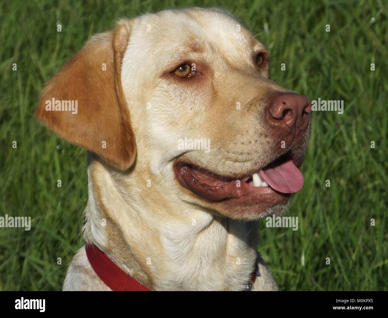 dudley yellow labrador