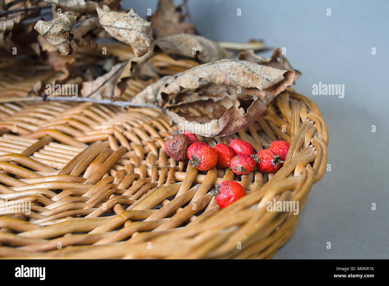 Withered oak hi-res stock photography and images - Alamy