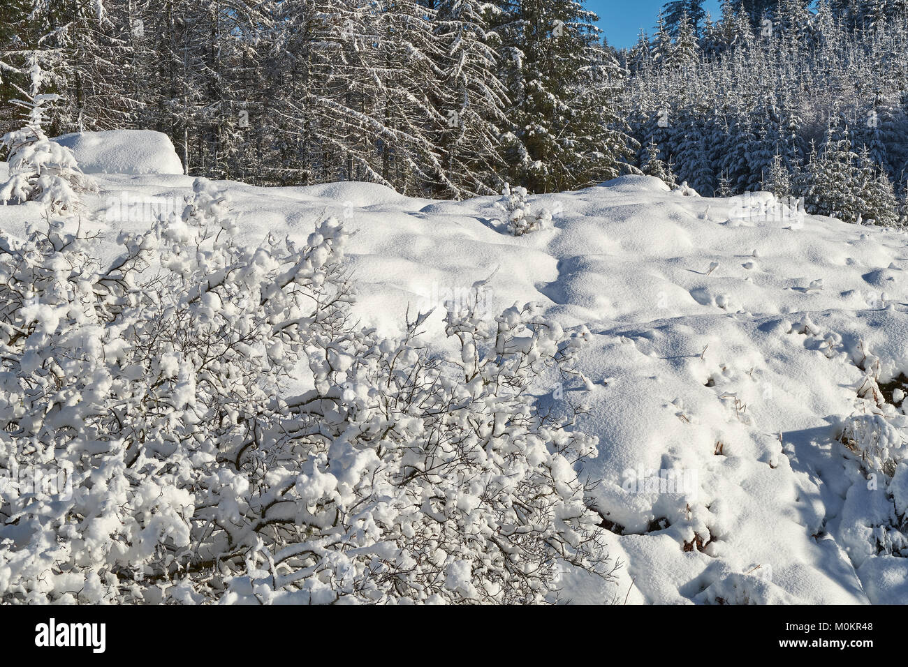 Forest in the winter Stock Photo - Alamy
