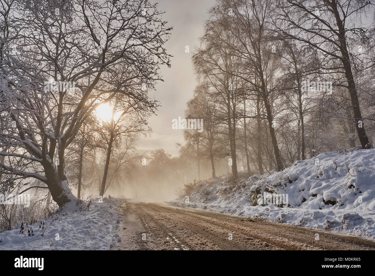 The forest road is covered with snow Stock Photo - Alamy