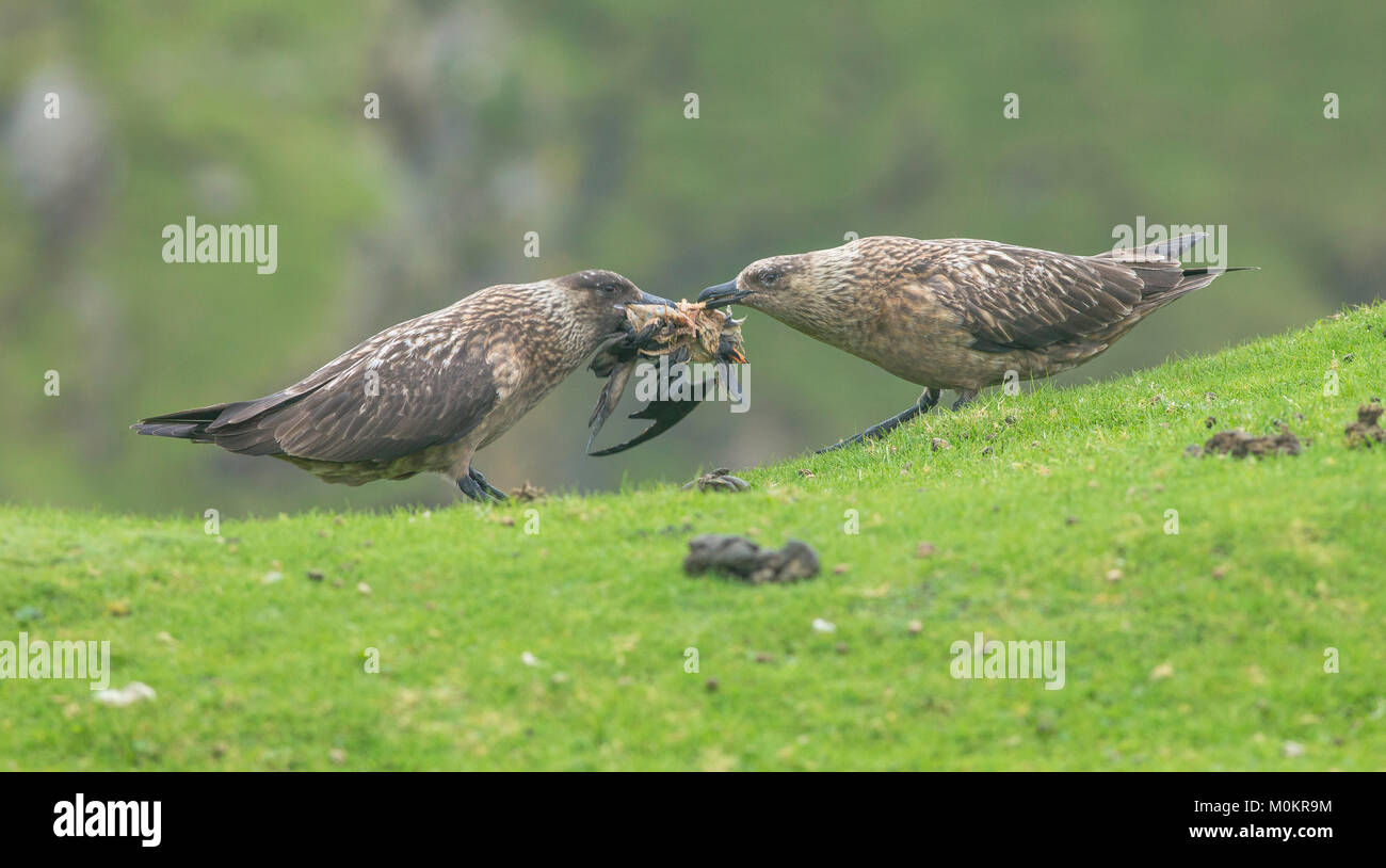 Great Skuas cooperating to pull prey apart Stock Photo