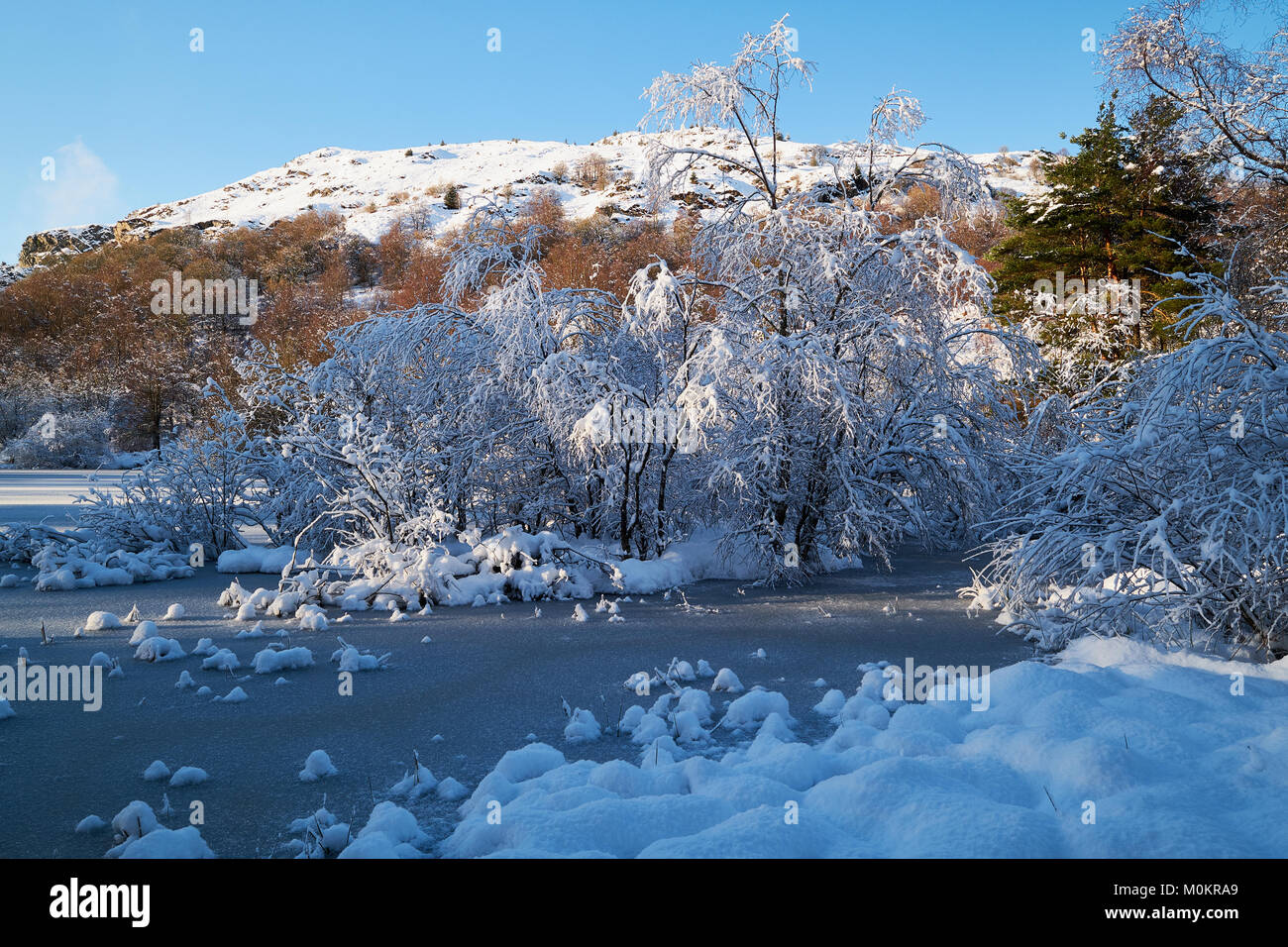 Frozen lake in the forest hi-res stock photography and images - Alamy