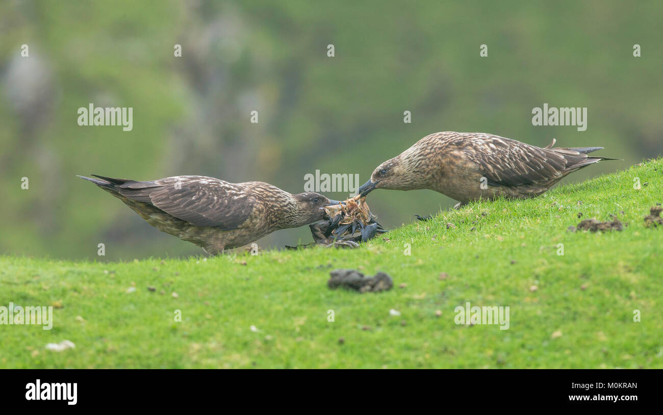 Great Skuas cooperating to pull prey apart Stock Photo