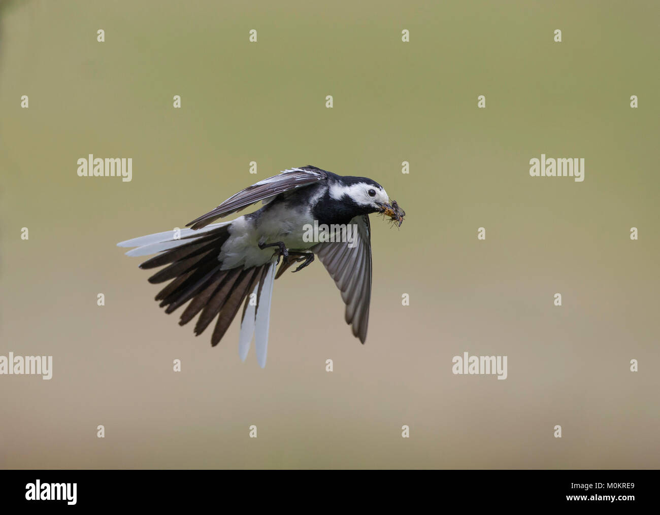 Pied Wagtail - Motacilla alba, in flight against a plain background, catching flies Stock Photo