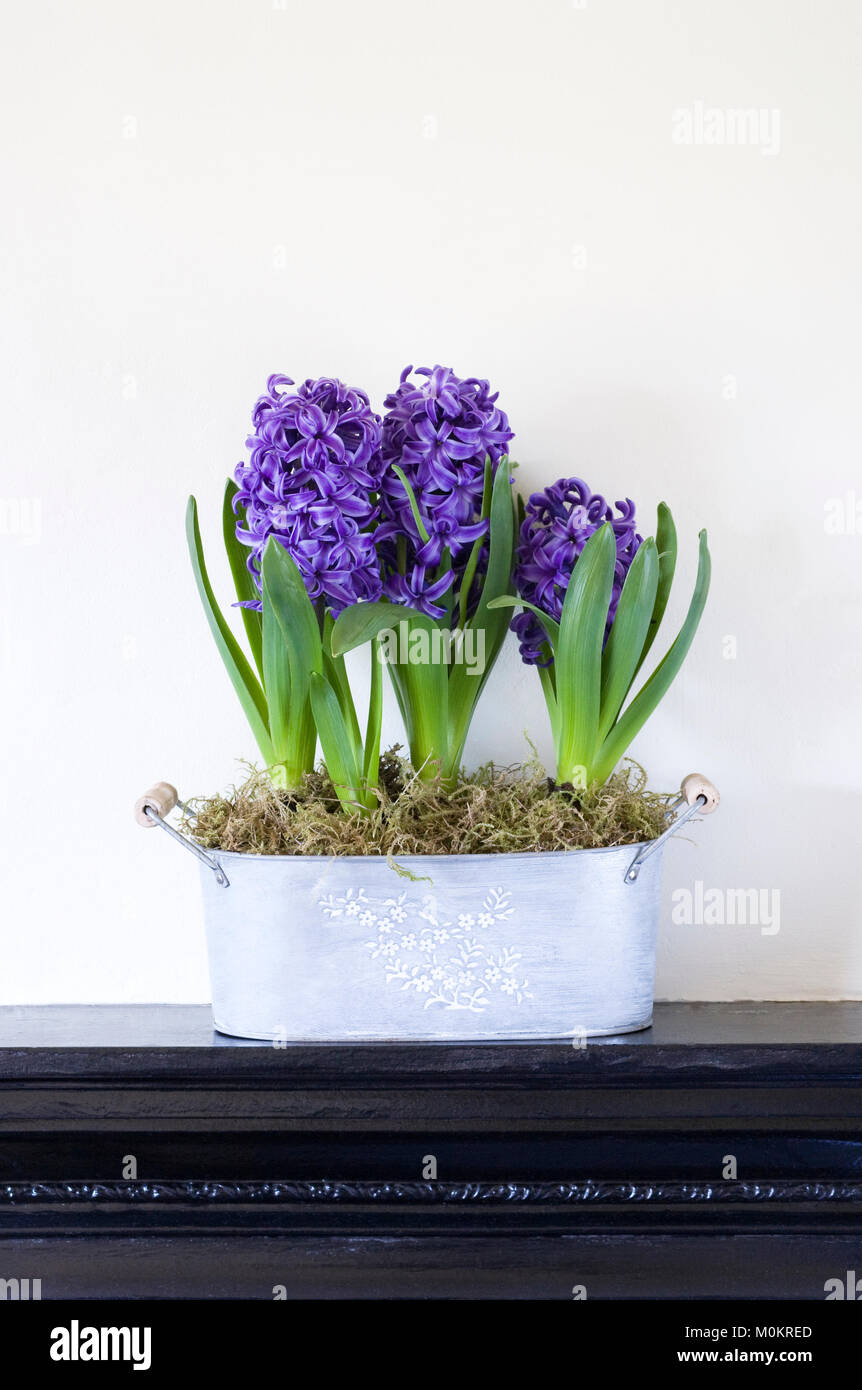 Indoor Hyacinths. Stock Photo