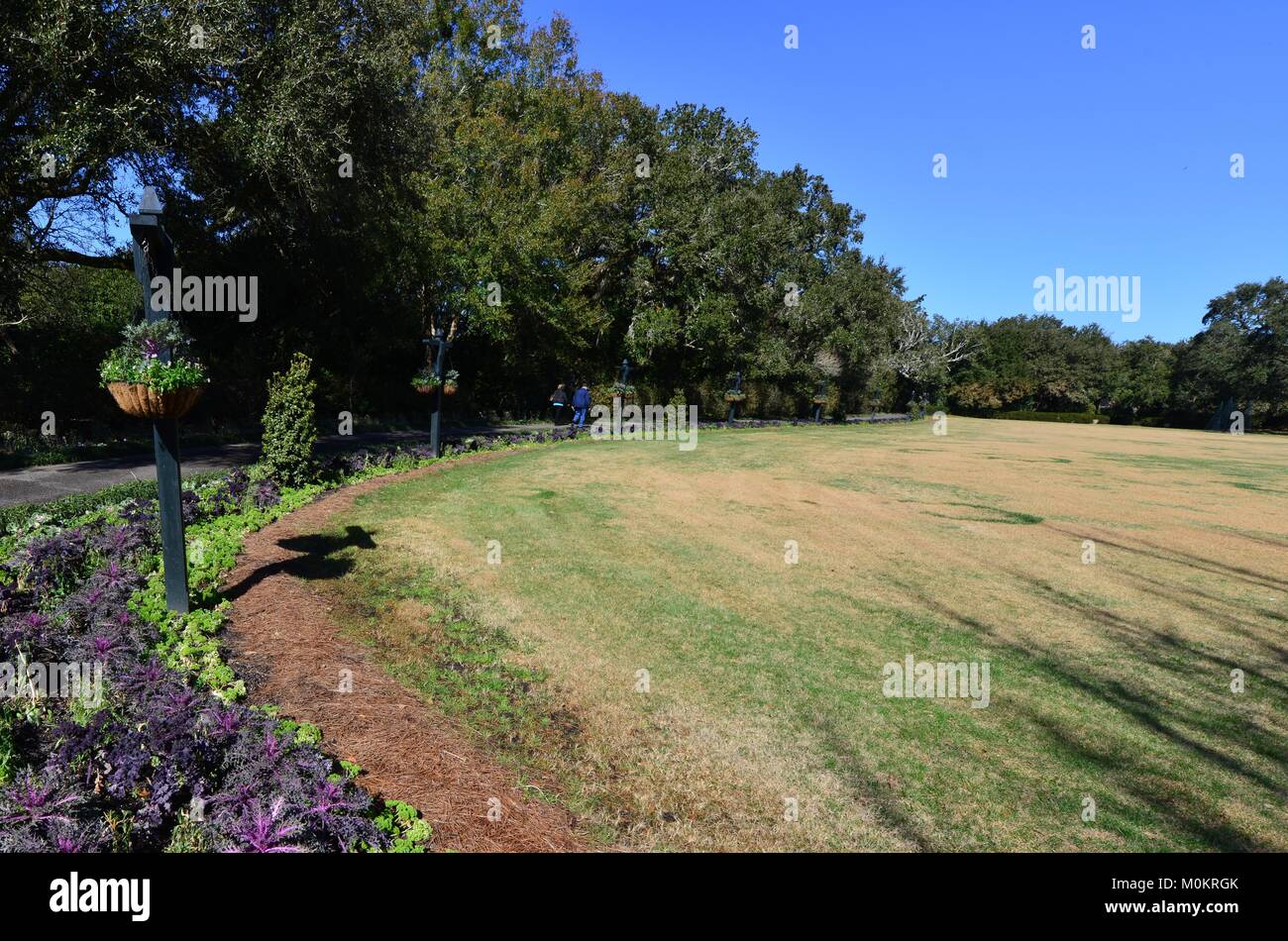 Page 3 Winter Bedding Plants High Resolution Stock Photography And Images Alamy