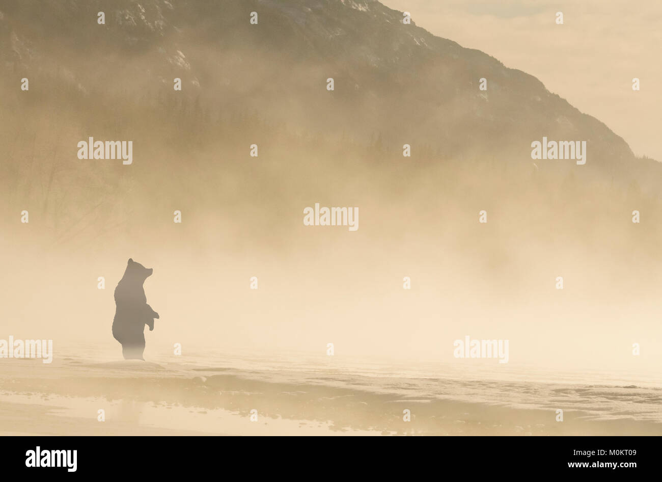 Brown bear, or grizzly bear, Ursus arctos, ice fog, Chilkat River, Haines, Alaska. Stock Photo