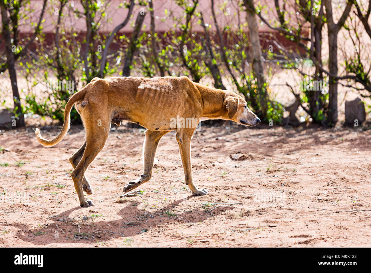 starving dog wounded and infested with fleas and ticks, animal cruelty Stock Photo