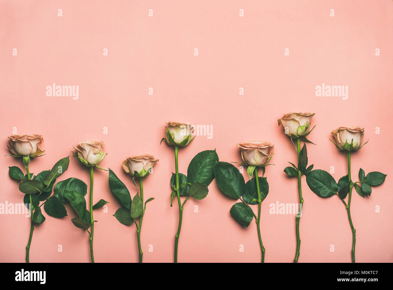 Floral layout with natural flowers. Flat-lay of tender pale pink roses ...