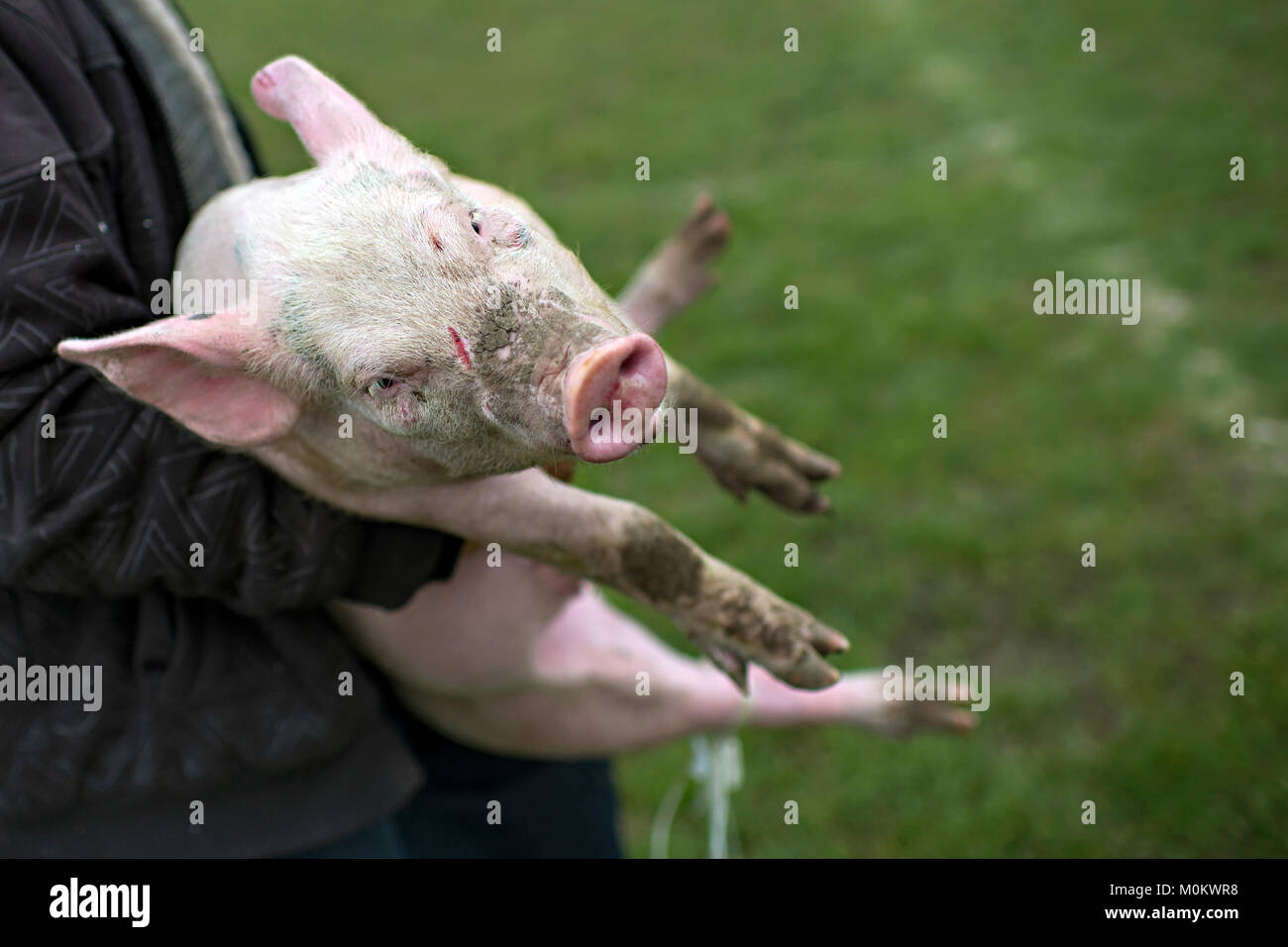 A farmer carries little pig to slaughter it Stock Photo