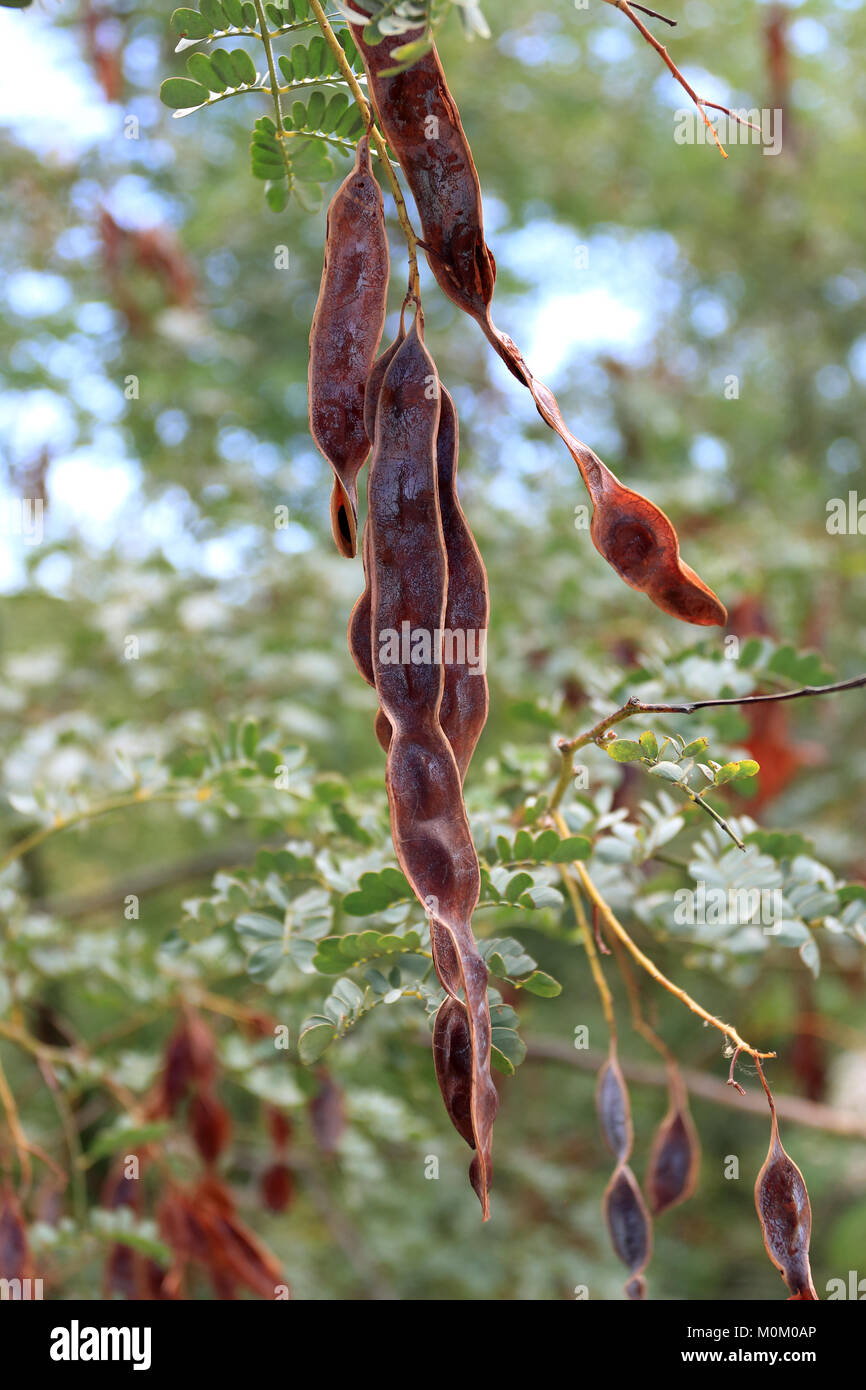 Acacia spectabilis or known as Mudgee Wattle Stock Photo