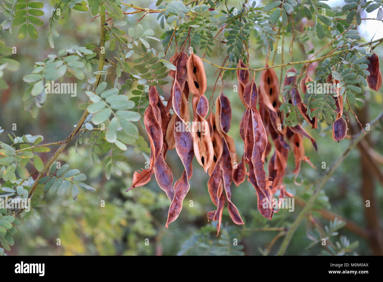 Acacia spectabilis or known as Mudgee Wattle Stock Photo