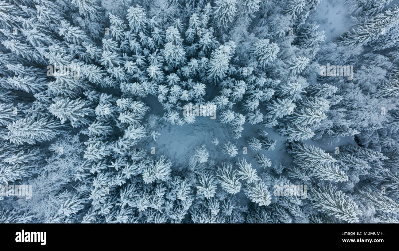Drop down view of snow covered forest. Winter pine trees from above ...