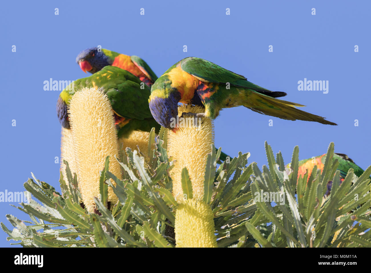 Rainbow Lorikeets (Trichoglossus haematodus) feeding on the seeds of Candle Banksia (Banksia attenuata) in a Perth suburb, Western Australia Stock Photo