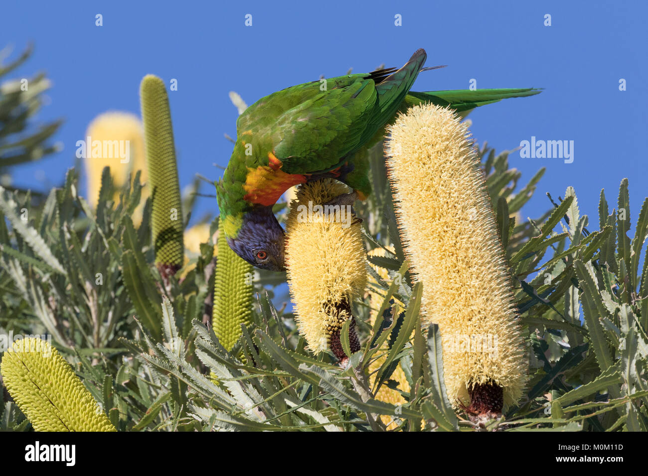 A Rainbow Lorikeet (Trichoglossus haematodus) feeding on the seeds of Candle Banksia (Banksia attenuata) in a Perth suburb, Western Australia Stock Photo