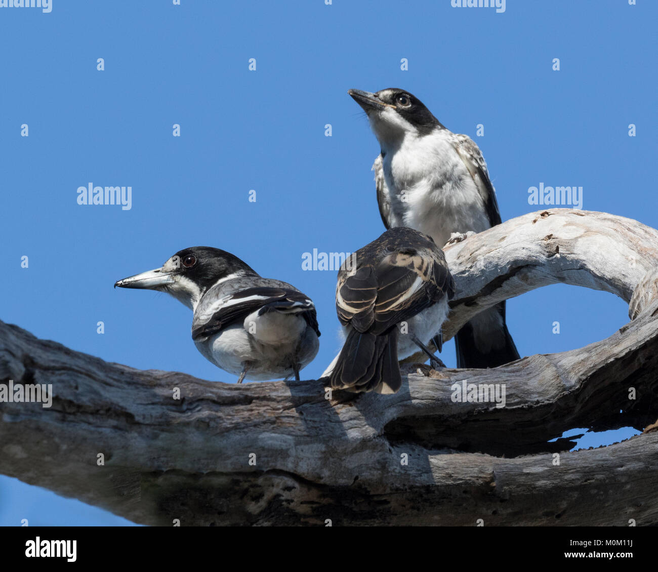 A juvenile Grey Butcherbird (Cracticus torquatus) perched in a tree with both parents present, in a local park in a Perth suburb, Western Australia Stock Photo