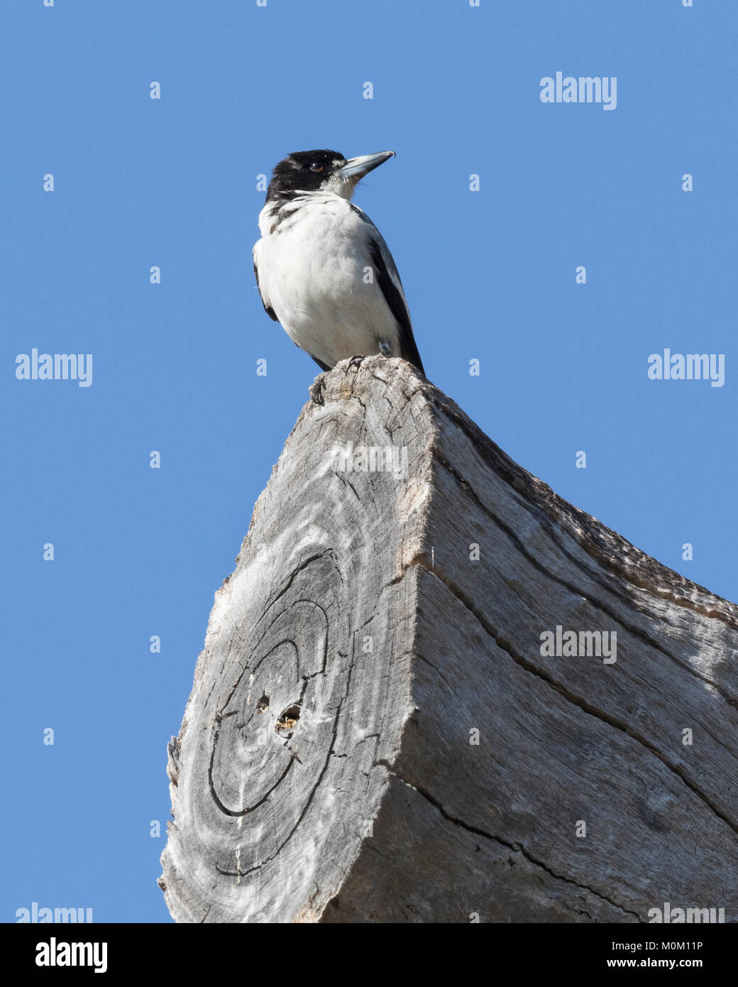 A Grey Butcherbird (Cracticus torquatus) perched on a log in a local park in a Perth suburb, Western Australia Stock Photo