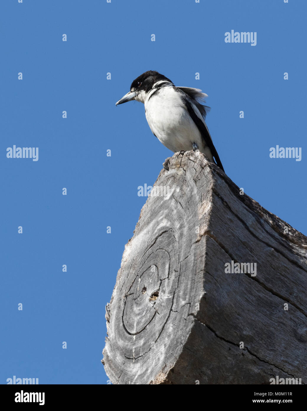 A Grey Butcherbird (Cracticus torquatus) perched on a log in a local park in a Perth suburb, Western Australia Stock Photo