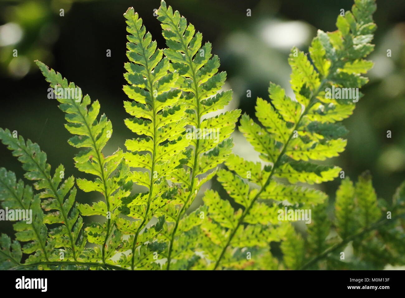 Fern leaves in the sunlight Stock Photo