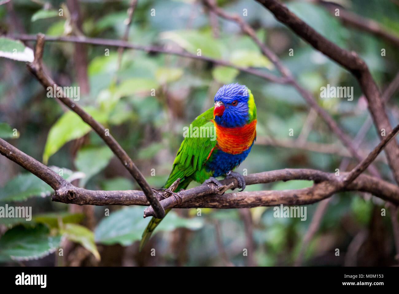 Colorful Rainbow Lorikeet Parrot sitting in Branch, Australia Stock Photo