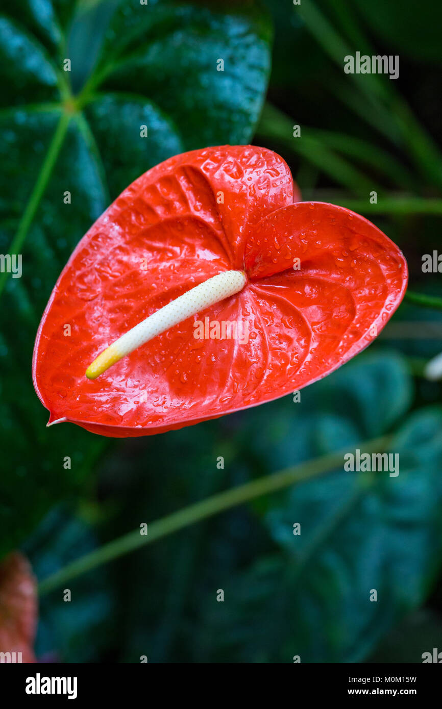 Close-Up of Red Anthurium Flower Head in Garden. Stock Photo