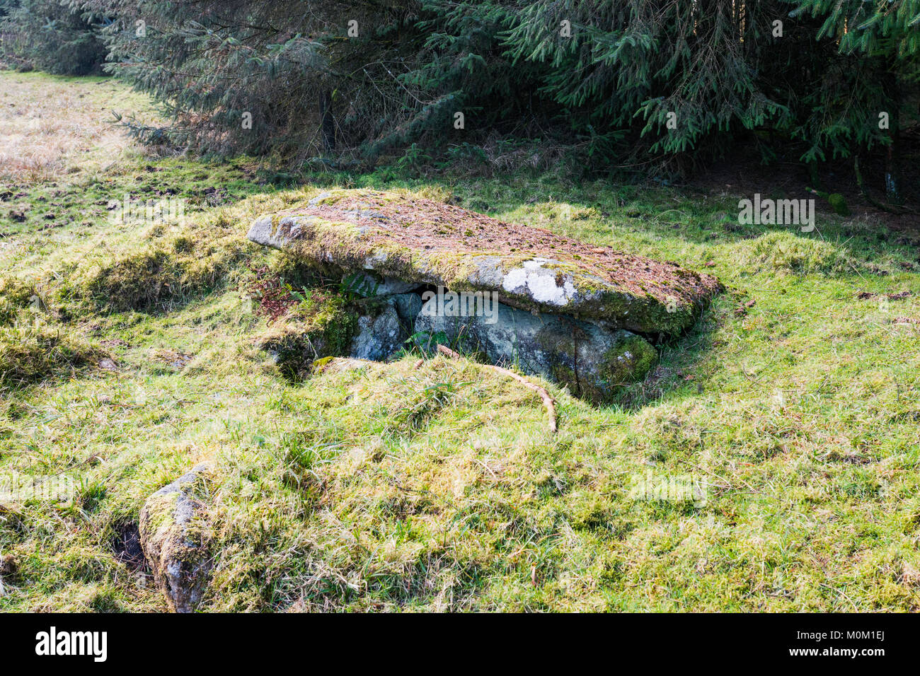 Ancient 'Cairn One' near Bellever Tor, Daartmoor, Devon, UK, consisting of a kist with 3 sides and a capstone. Stock Photo