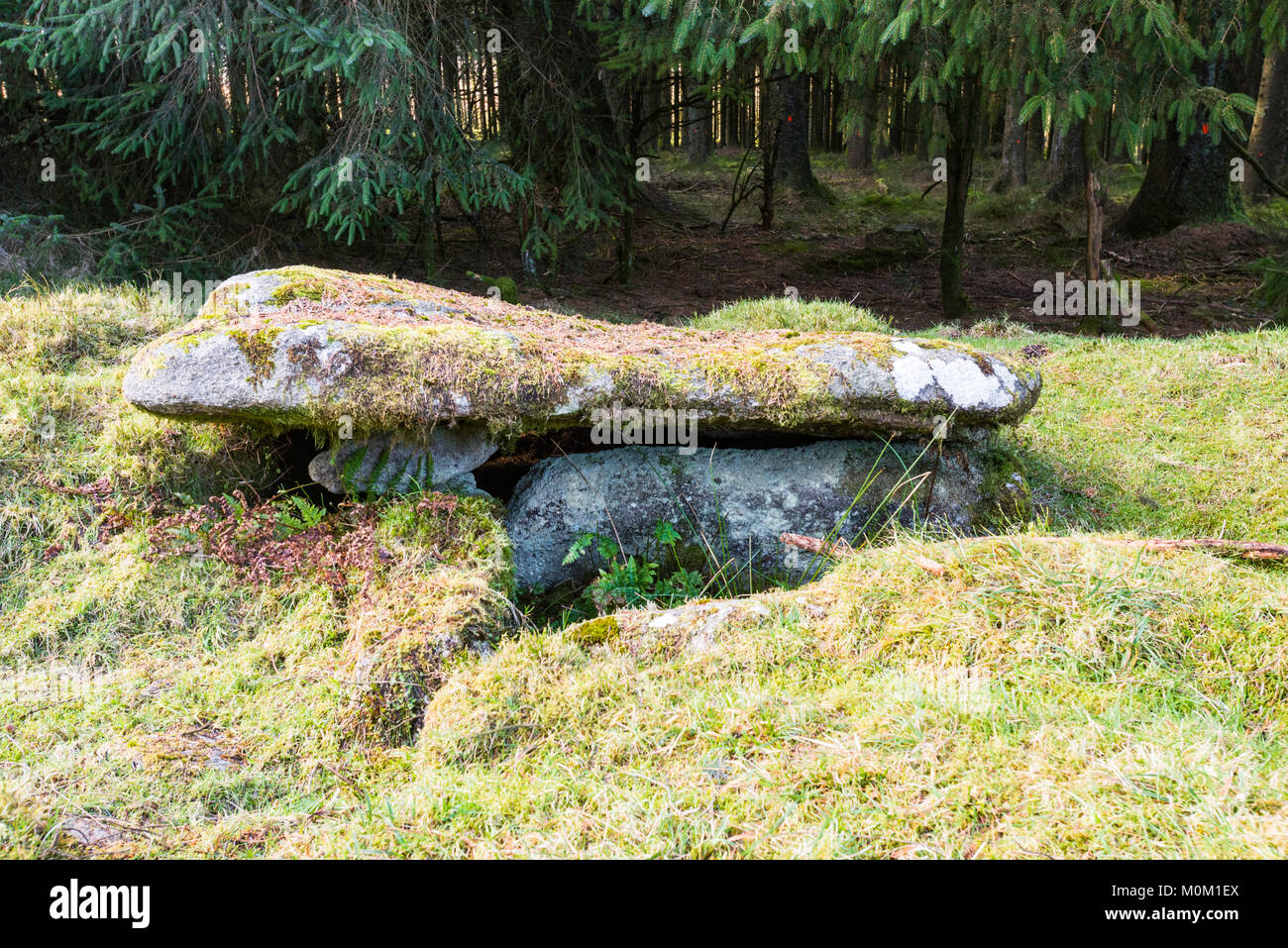 Ancient 'Cairn One' near Bellever Tor, Daartmoor, Devon, UK, consisting of a kist with 3 sides and a capstone. Stock Photo