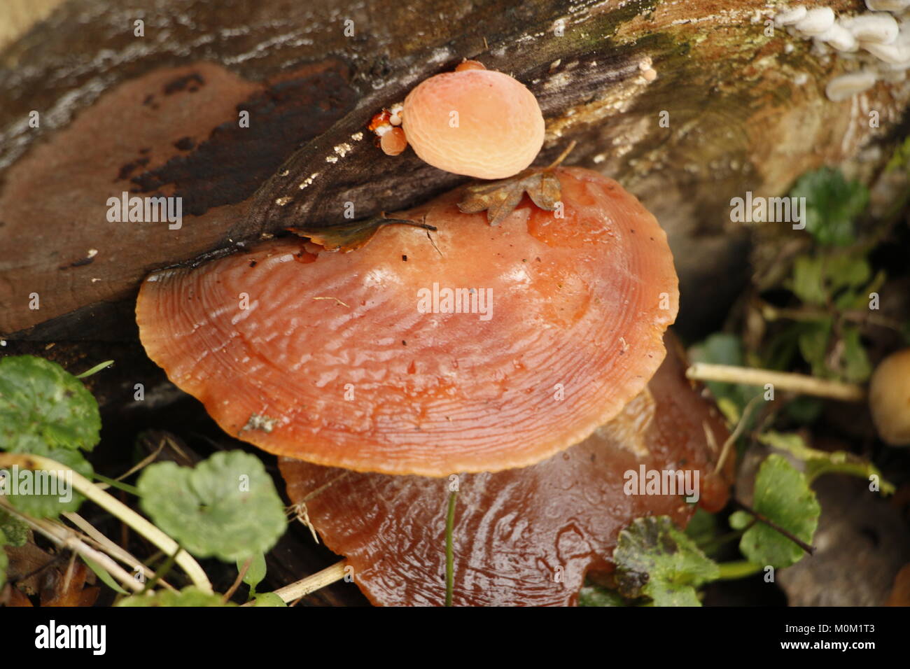 Beefsteak fungus can be eaten Stock Photo