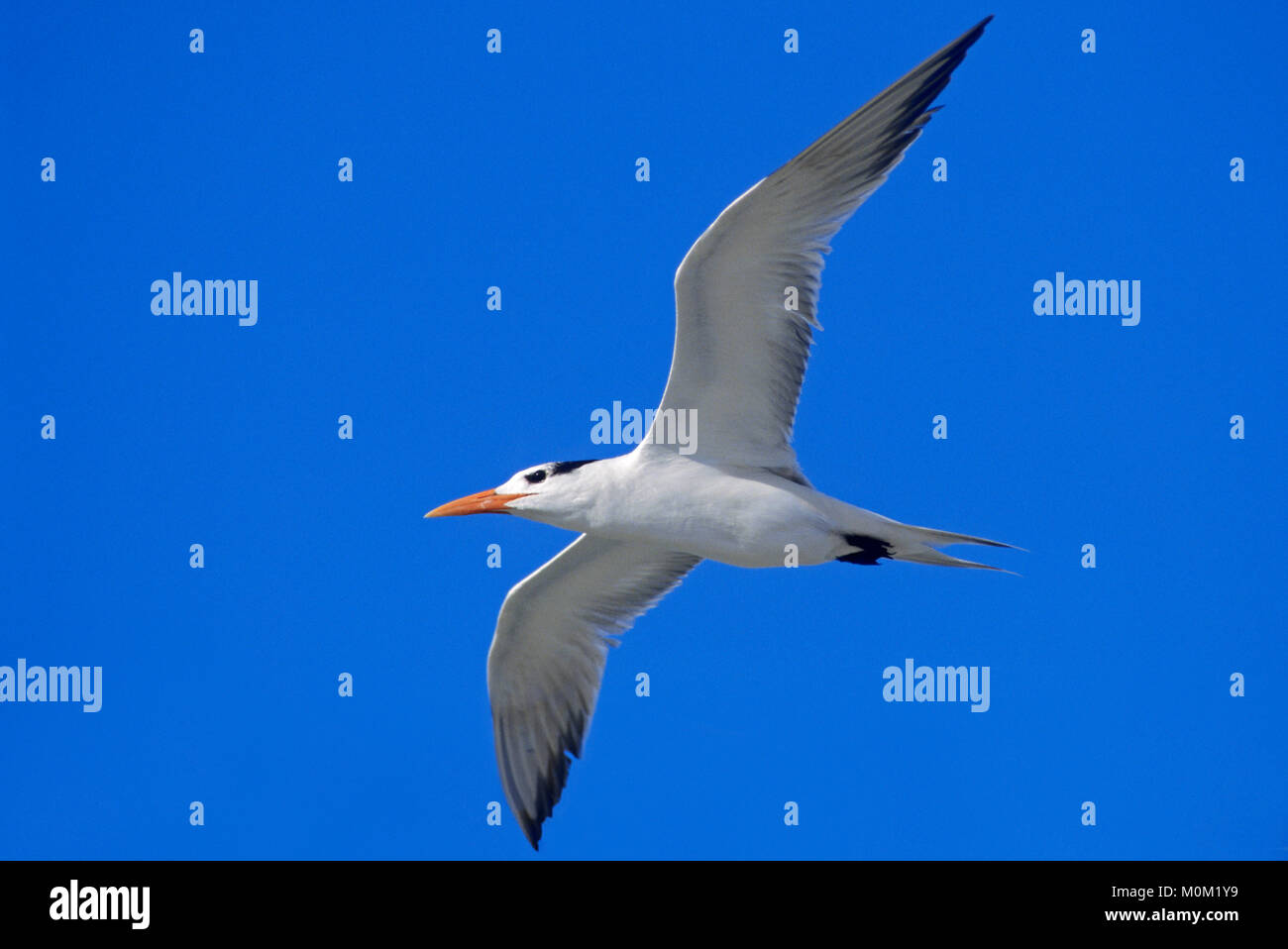 Royal Tern, Sanibel Island, Florida, USA / (Sterna maxima, Thalasseus maximus) | Koenigsseeschwalbe, Sanibel Island, Florida, USA Stock Photo