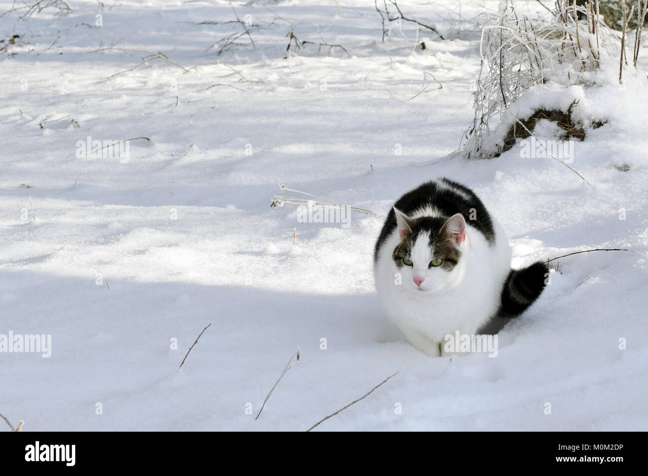 Domestic cat in the snow. Space for text. Stock Photo