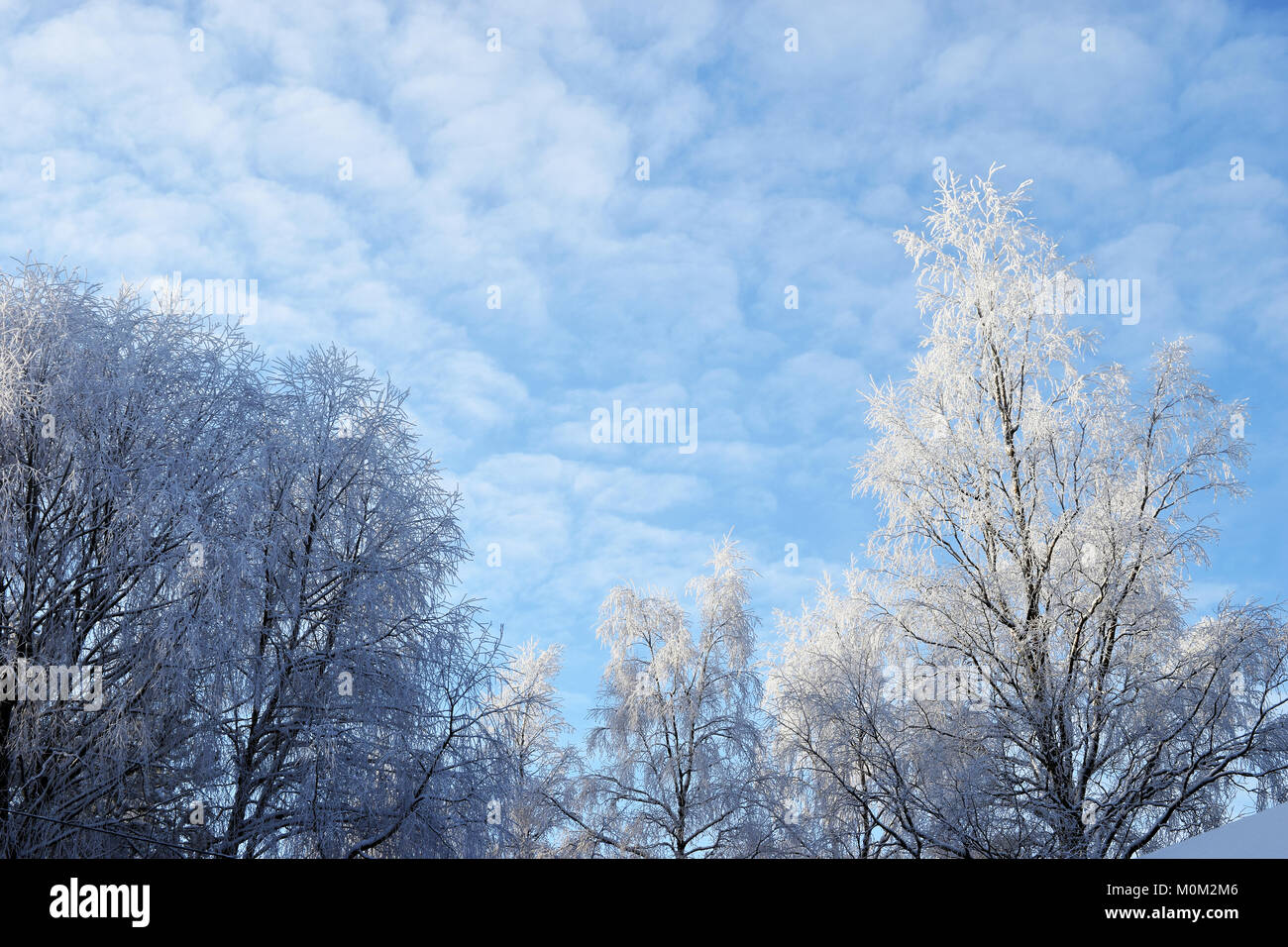 Snow covered branches with room for text on sky. Stock Photo