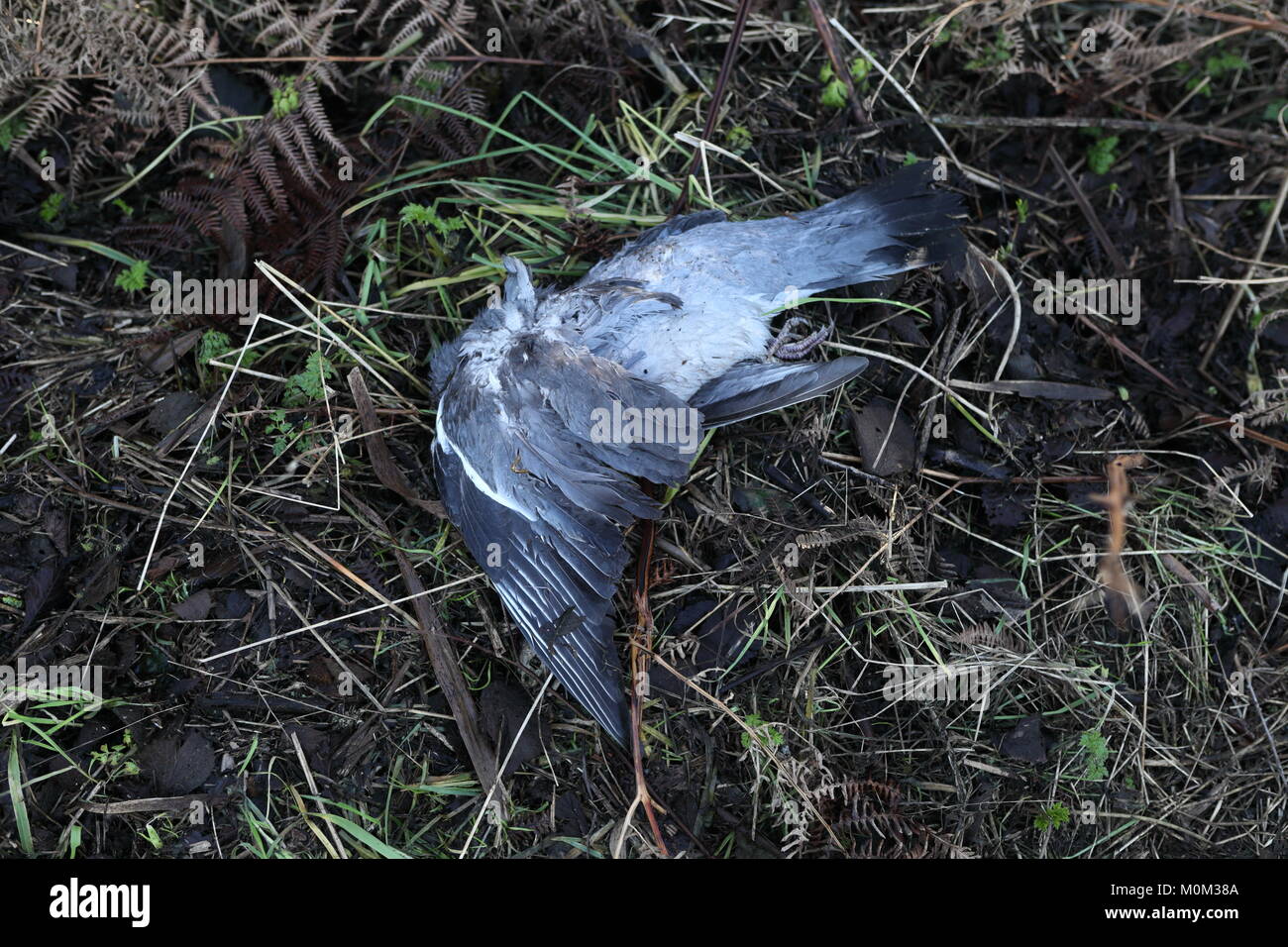 Dead bird London, England, Britain Stock Photo