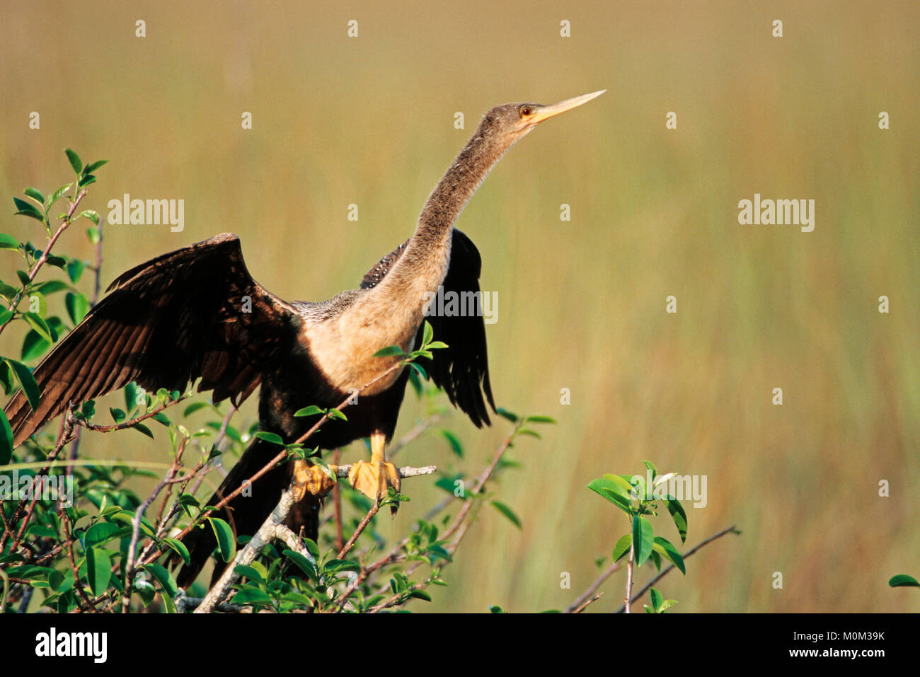 Anhinga, female, Everglades national park, Florida, USA / (Anhinga anhinga) | Amerikanischer Schlangenhalsvogel, weiblich Stock Photo