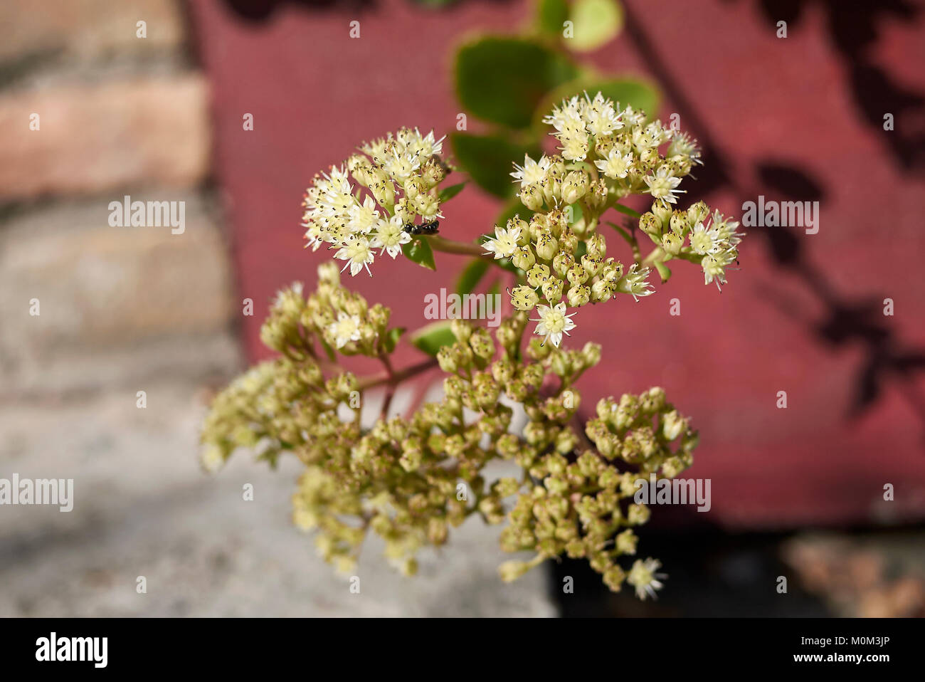 Sedum telephium maximum Stock Photo