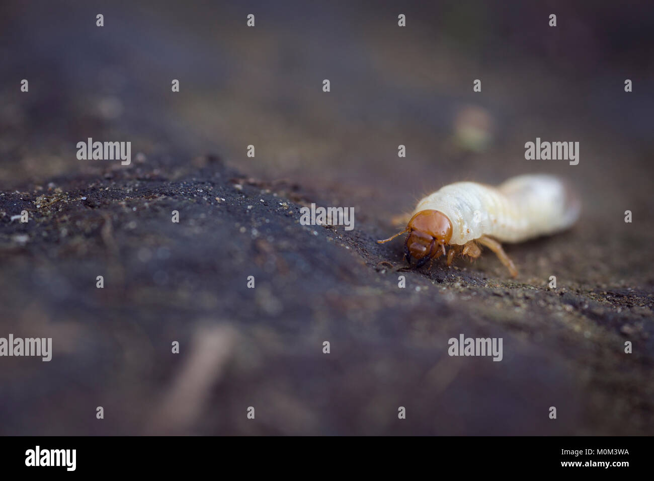 Asiatic Garden Beetle Larvae Stock Photo 172545782 Alamy