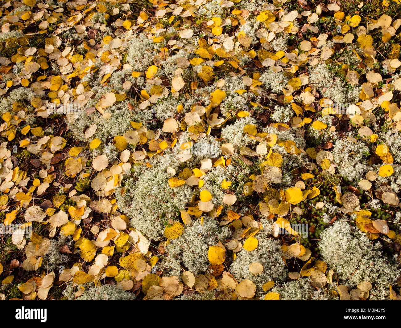 Fallen autumn leaves on ground Stock Photo - Alamy