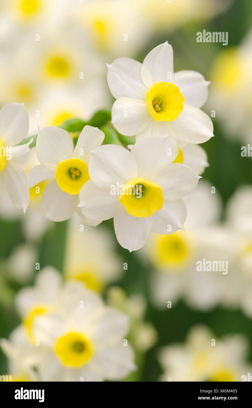 Narzissen - Daffodils Stock Photo